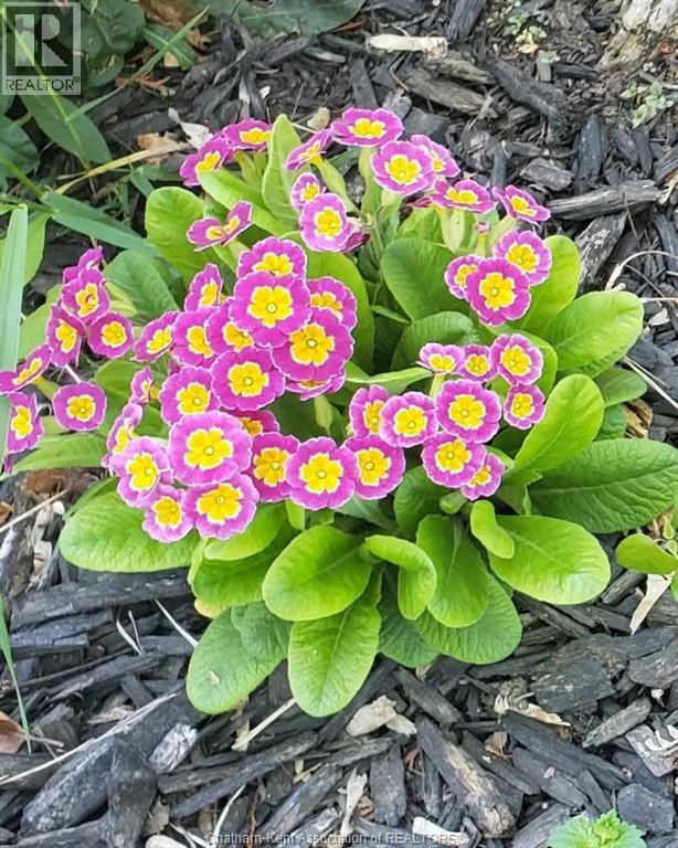 66 Delaware Avenue, Chatham, Ontario  N7L 2W2 - Photo 44 - 26003792