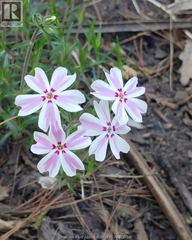 66 Delaware Avenue, Chatham, Ontario  N7L 2W2 - Photo 43 - 26003792