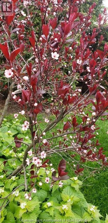 66 Delaware Avenue, Chatham, Ontario  N7L 2W2 - Photo 37 - 26003792