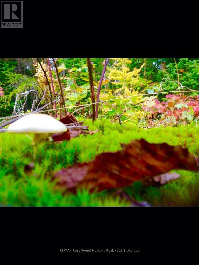 737 Starratt Road, Ryerson, Ontario  P0A 1C0 - Photo 33 - X13063662