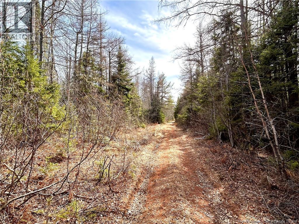 53.1 Acres Route 117, Napan, New Brunswick  E1N 4Y7 - Photo 3 - NB138362