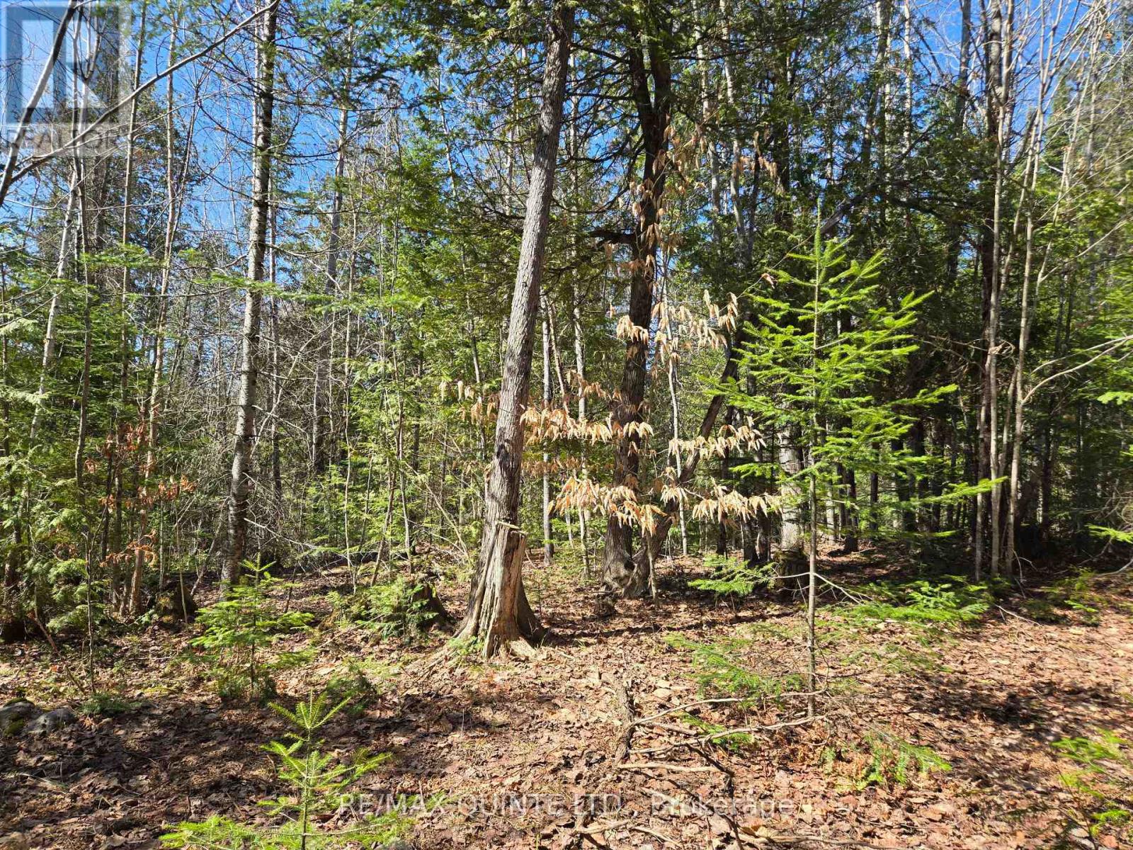 40 Marquardt Road, Addington Highlands, Ontario  K0H 1K0 - Photo 4 - X13070140