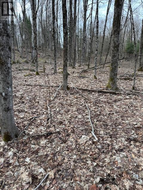 0 Providence Drive, Algonquin Highlands, Ontario  K0M 1S0 - Photo 8 - X12929084