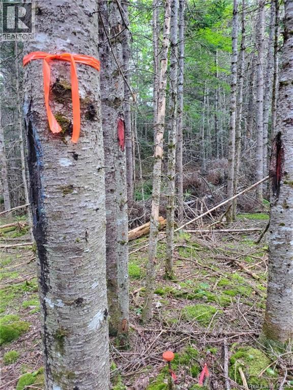 Lot 2 Thompson Road, Kierstead Mountain, New Brunswick  E5P 1X3 - Photo 6 - NB138441