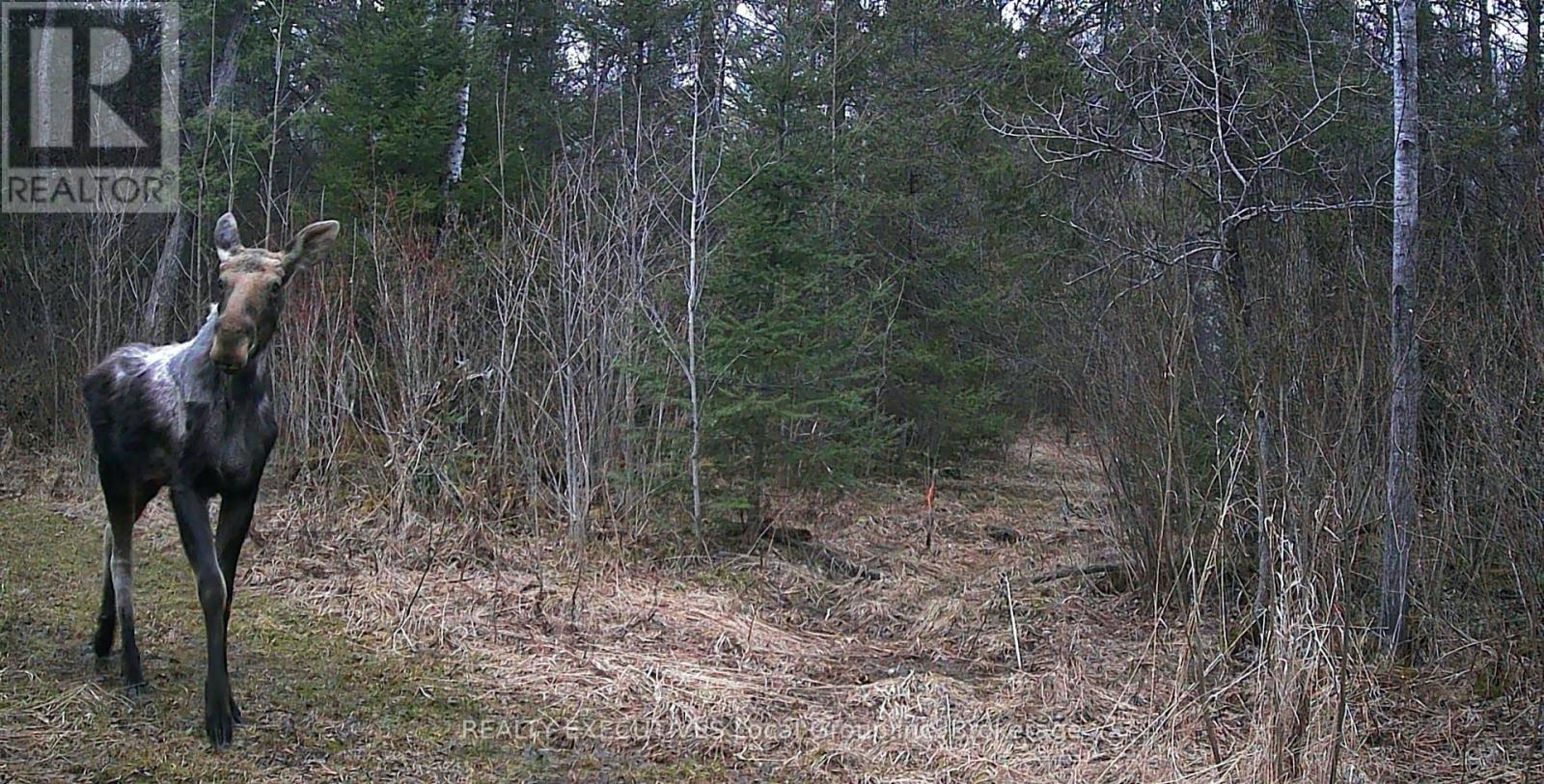 111 Memory Lane, Chisholm, Ontario  P0H 1Z0 - Photo 10 - X13067664