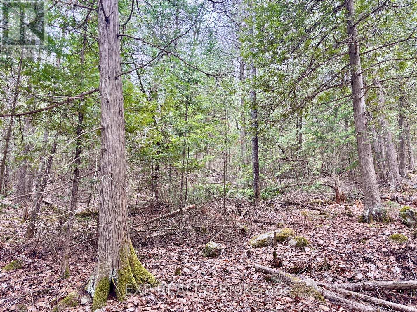 Lot B Arbor Vitae Road, Madawaska Valley, Ontario  K0J 1B0 - Photo 10 - X13079278
