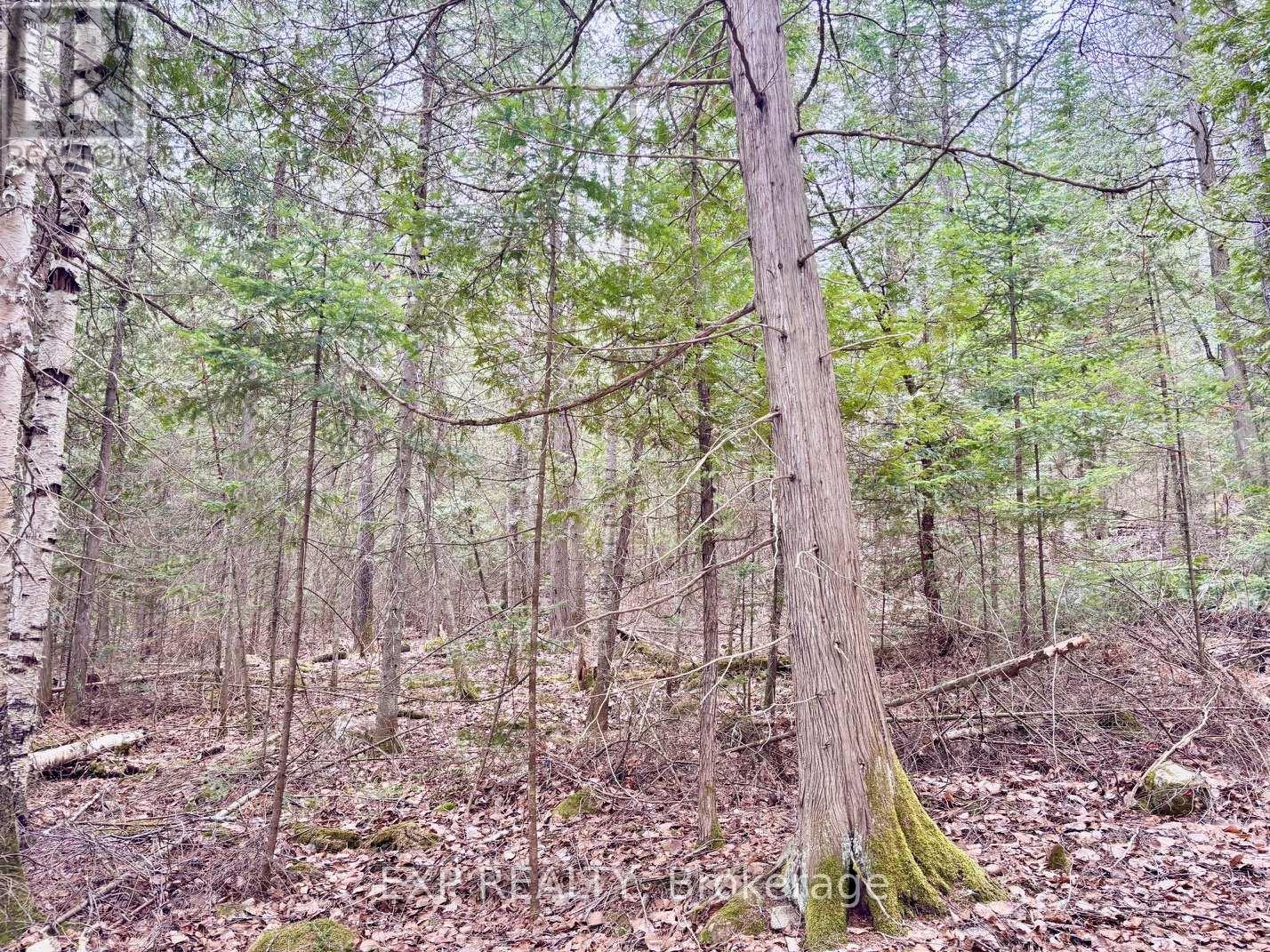 Lot B Arbor Vitae Road, Madawaska Valley, Ontario  K0J 1B0 - Photo 12 - X13079278