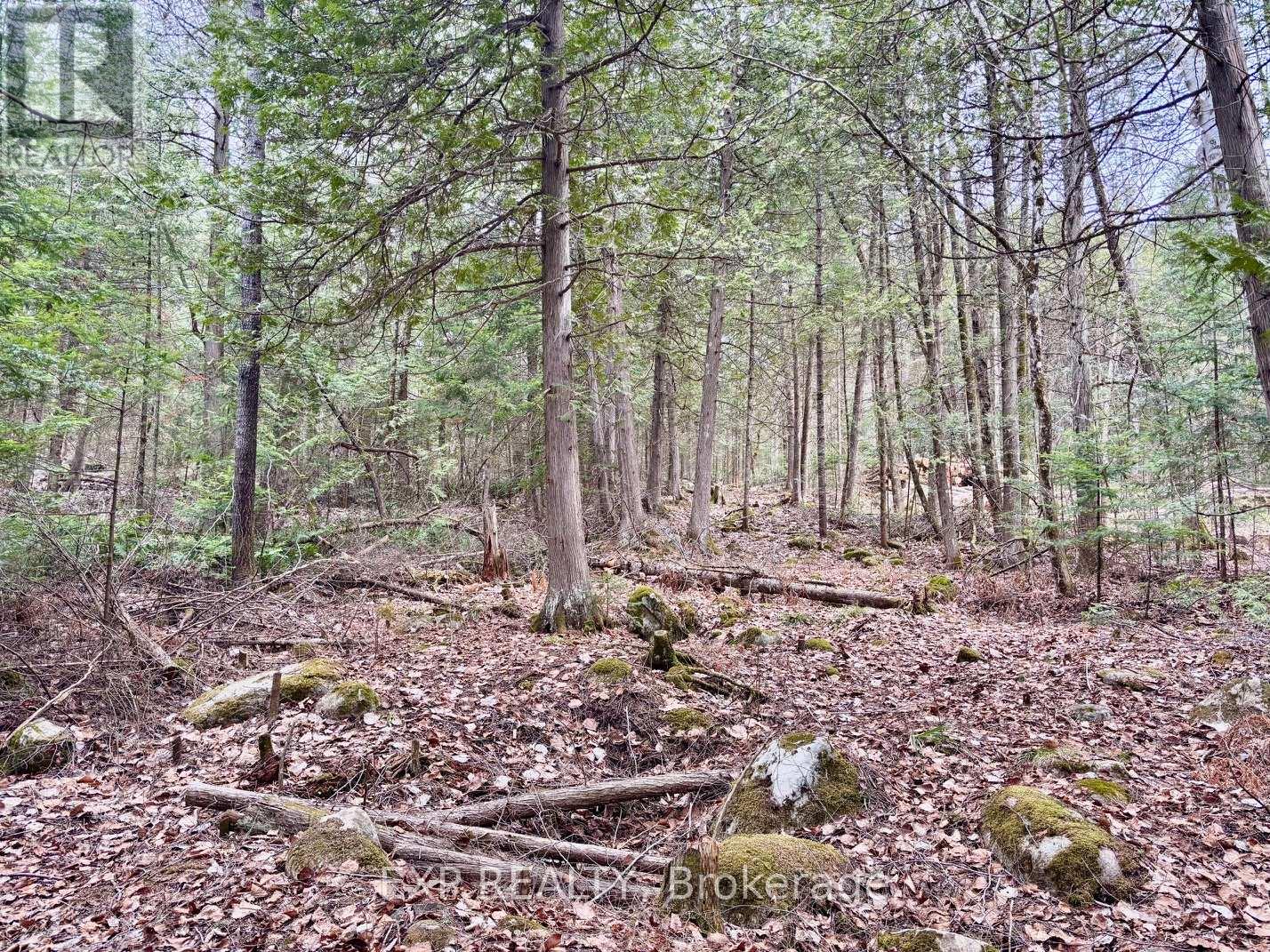 Lot B Arbor Vitae Road, Madawaska Valley, Ontario  K0J 1B0 - Photo 9 - X13079278