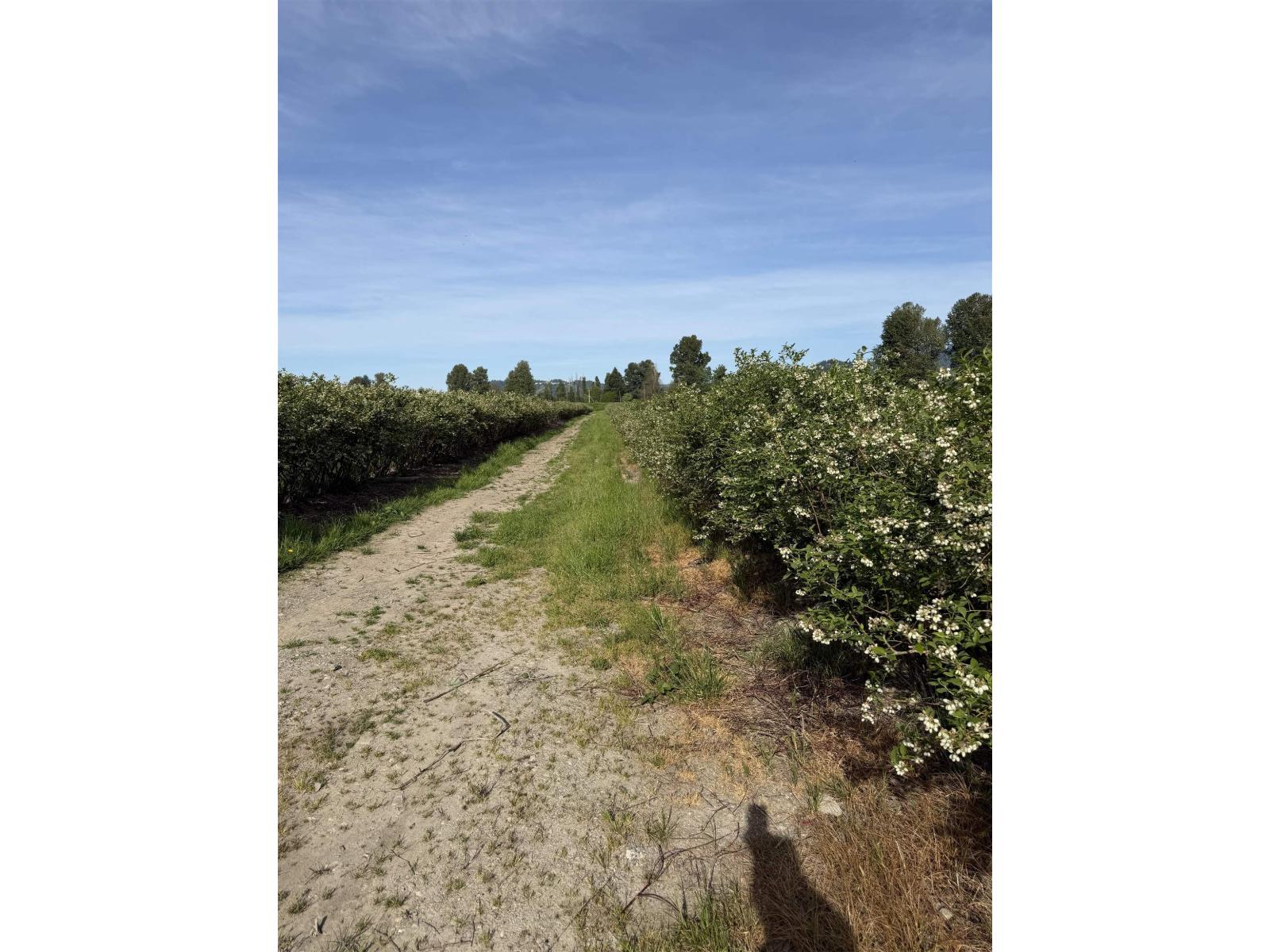 8573 S River Road, Mission, British Columbia  V0M 1H0 - Photo 2 - R3117570