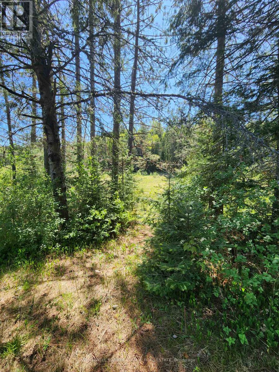 1274 Holland Lake Road, Bancroft, Ontario  K0L 1C0 - Photo 6 - X13081508