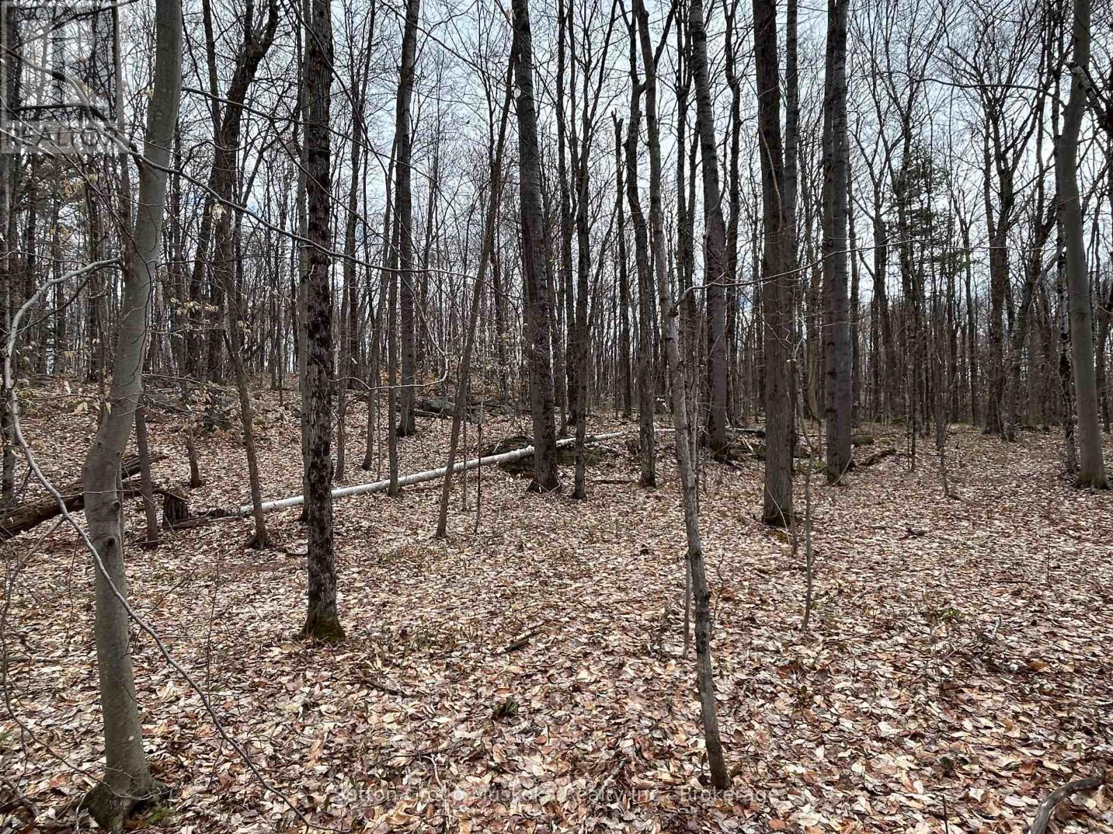 0 Tally Ho Winter Park Road, Lake Of Bays, Ontario  P1H 2J3 - Photo 4 - X12953526