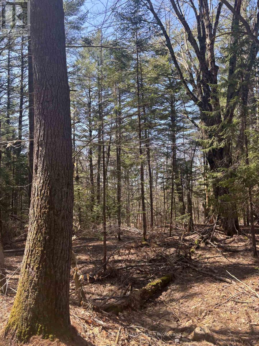 0 Kirkpatrick Lane, Bracebridge, Ontario  P1L 1X3 - Photo 6 - X13086130