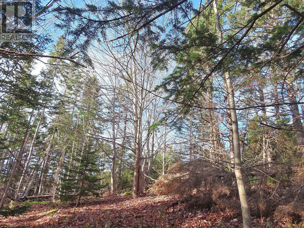46 Acres Washabuck Road, Lower Washabuck, Nova Scotia  B2C 1N4 - Photo 22 - 202609869