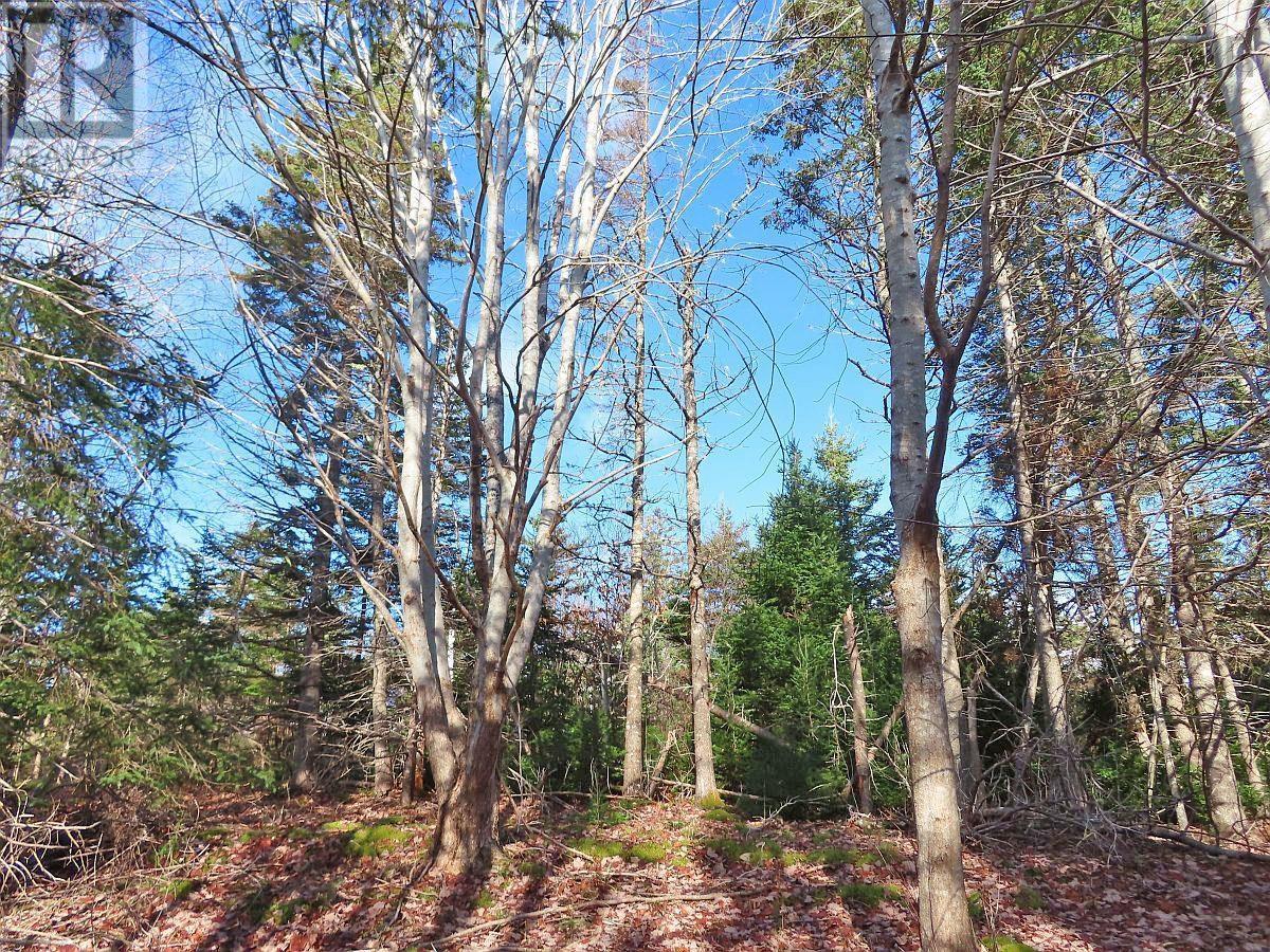 46 Acres Washabuck Road, Lower Washabuck, Nova Scotia  B2C 1N4 - Photo 27 - 202609869