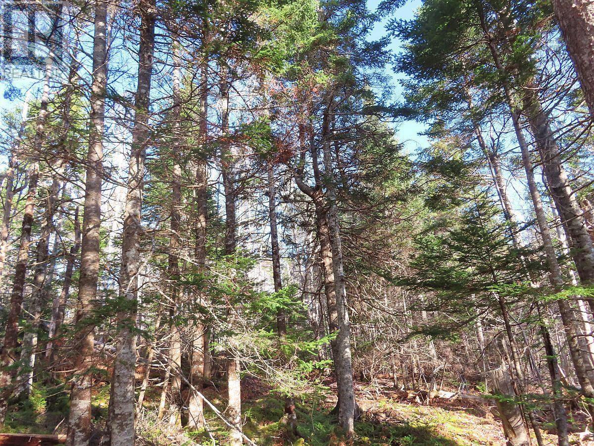 46 Acres Washabuck Road, Lower Washabuck, Nova Scotia  B2C 1N4 - Photo 29 - 202609869