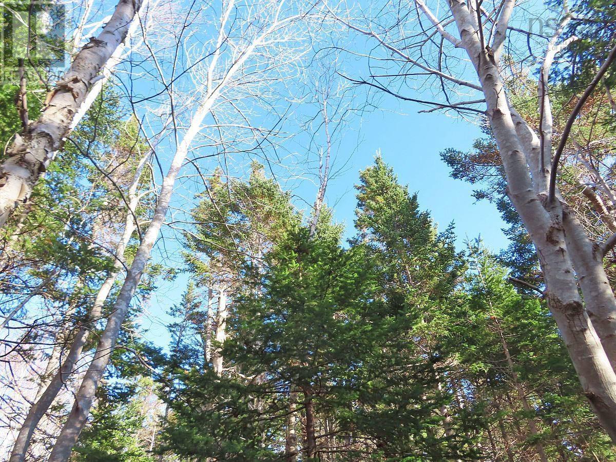 46 Acres Washabuck Road, Lower Washabuck, Nova Scotia  B2C 1N4 - Photo 30 - 202609869