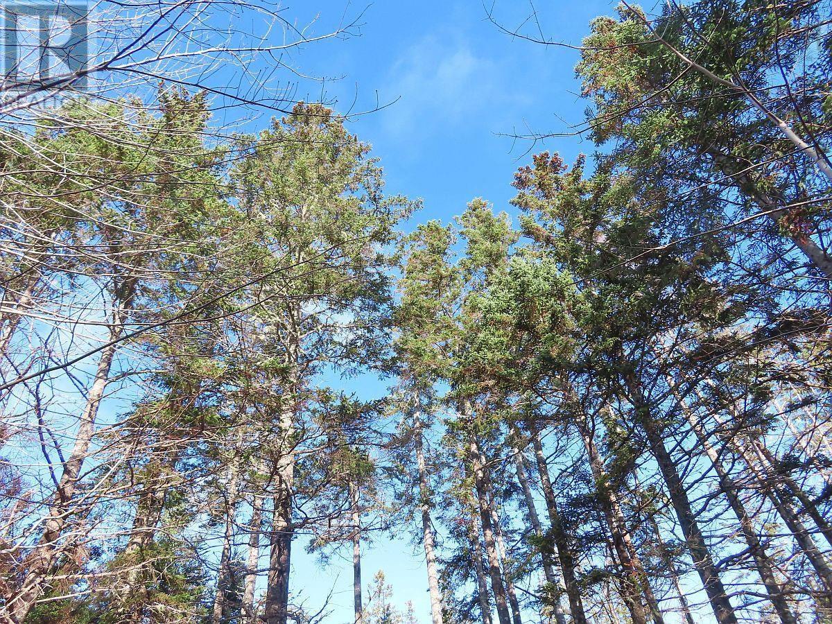 46 Acres Washabuck Road, Lower Washabuck, Nova Scotia  B2C 1N4 - Photo 31 - 202609869