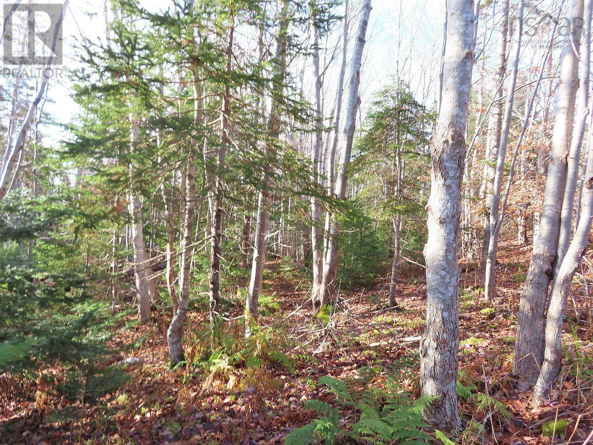 46 Acres Washabuck Road, Lower Washabuck, Nova Scotia  B2C 1N4 - Photo 33 - 202609869