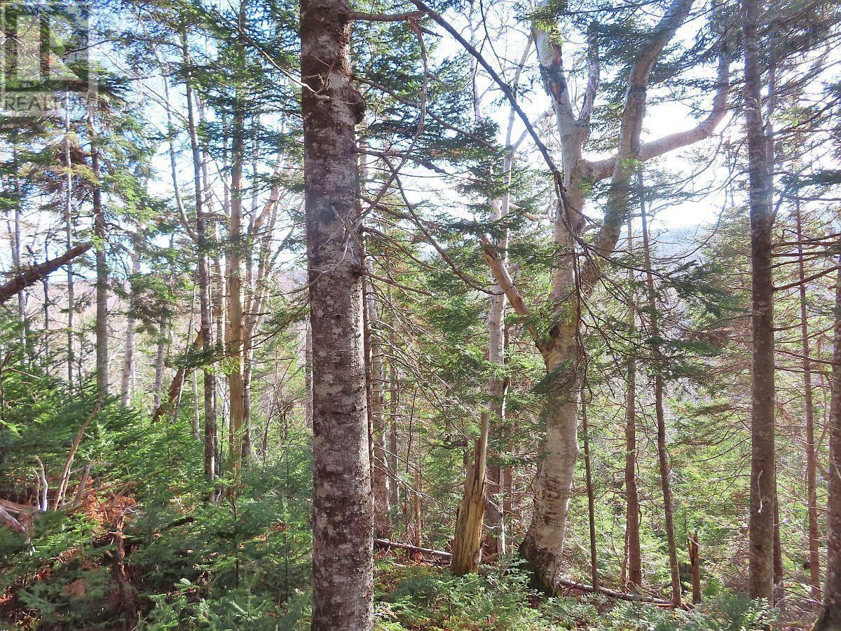 46 Acres Washabuck Road, Lower Washabuck, Nova Scotia  B2C 1N4 - Photo 36 - 202609869