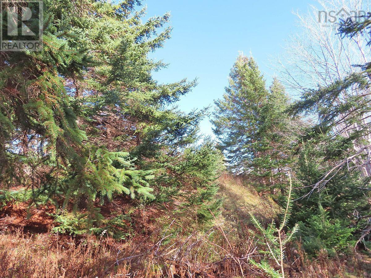 46 Acres Washabuck Road, Lower Washabuck, Nova Scotia  B2C 1N4 - Photo 37 - 202609869
