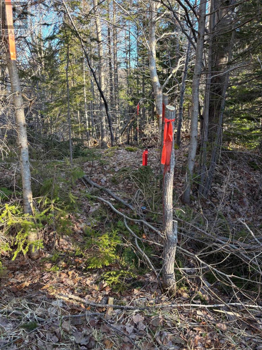 46 Acres Washabuck Road, Lower Washabuck, Nova Scotia  B2C 1N4 - Photo 44 - 202609869