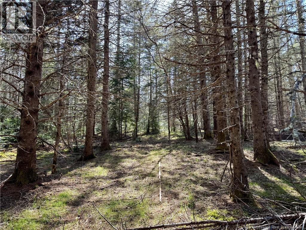 Lot Route 935, Westcock, New Brunswick  E4L 2E7 - Photo 10 - NB138860