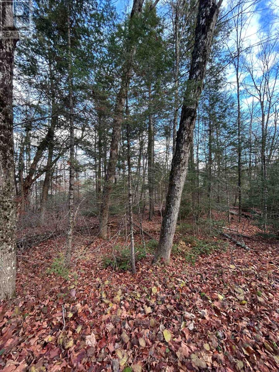 0 Mill Lake Road, North Kawartha, Ontario  K0L 1A0 - Photo 10 - X13092704