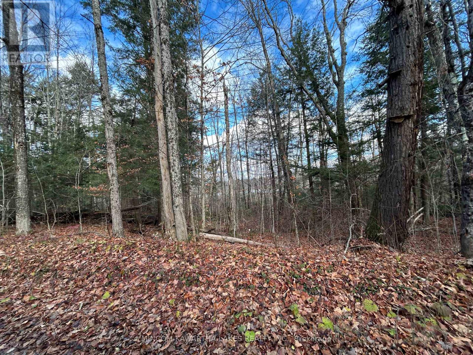 0 Mill Lake Road, North Kawartha, Ontario  K0L 1A0 - Photo 14 - X13092704