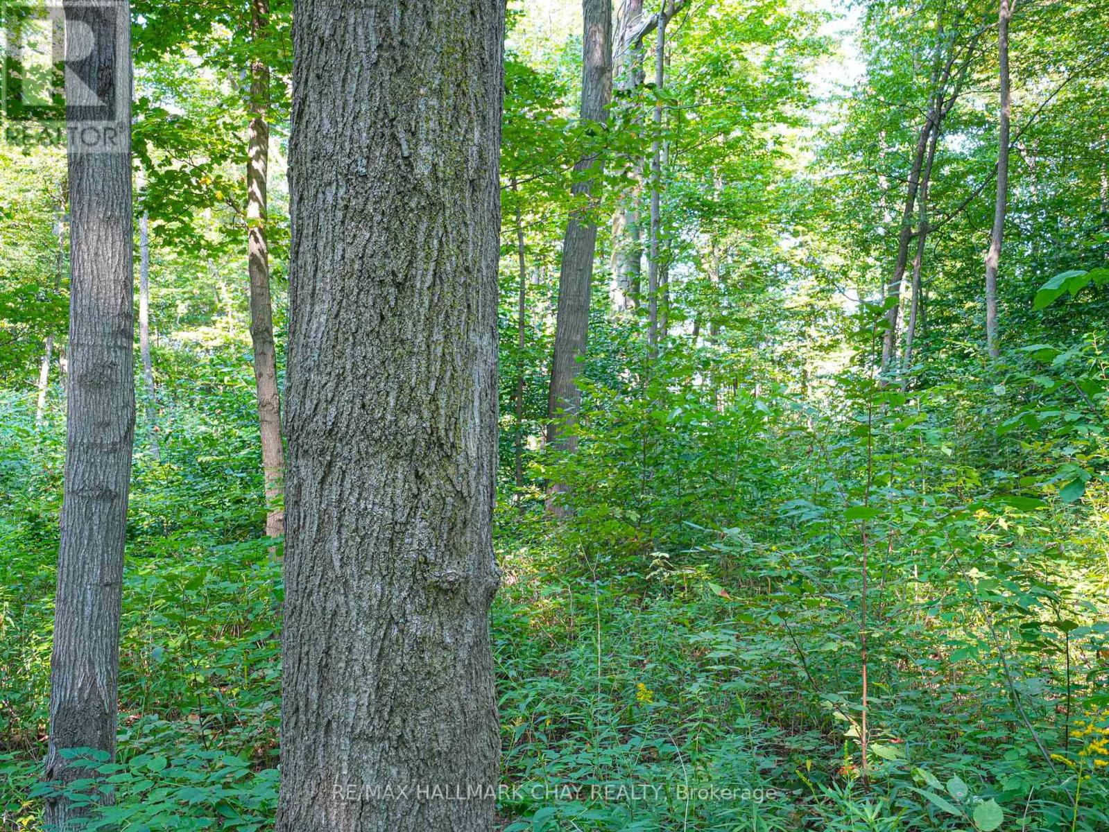 837251 4th Line, Mulmur, Ontario  L9V 0J1 - Photo 14 - X13096292