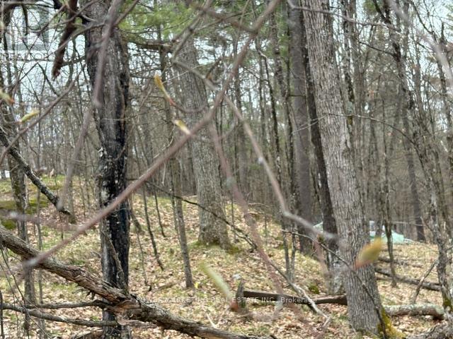 Part Lot 26 Highway 36 Road, Rideau Lakes, Ontario  K0G 1X0 - Photo 10 - X13104618