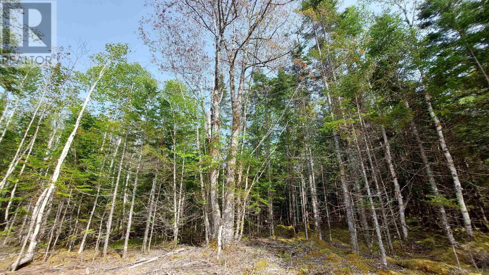 Lot 4 Highway 4, False Bay, Nova Scotia  B0E 1V0 - Photo 14 - 202601046