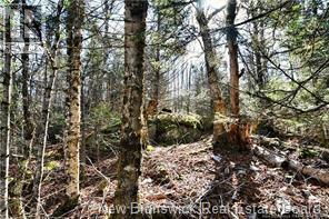 Lot 88-109 Bunker Hill Road, Wilsons Beach, New Brunswick  E5E 1M3 - Photo 5 - NB137756