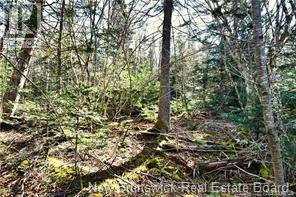 Lot 88-109 Bunker Hill Road, Wilsons Beach, New Brunswick  E5E 1M3 - Photo 7 - NB137756
