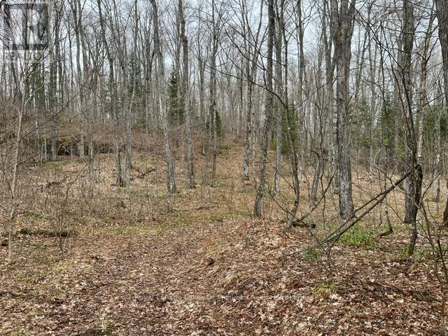 796 Scarlett Road, Machar, Ontario  P0A 1X0 - Photo 17 - X13110742