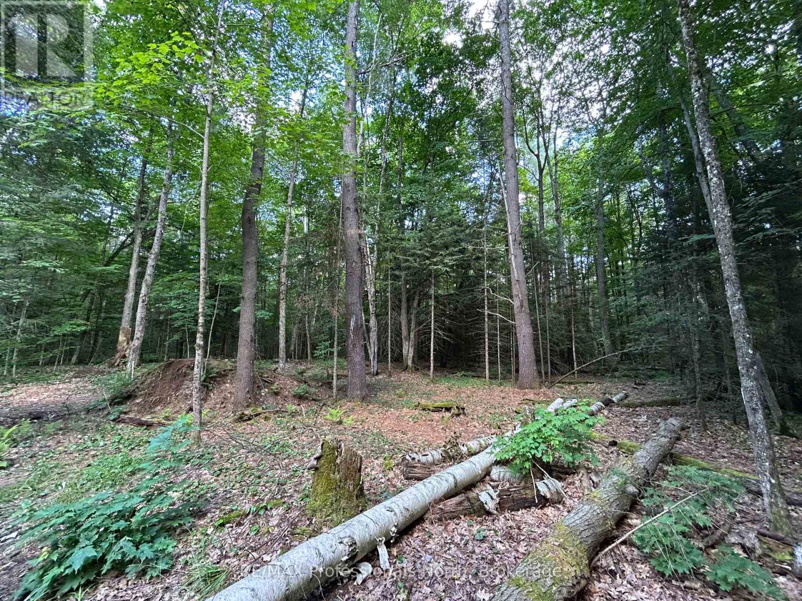 1124 Little Hawk Lake Road, Algonquin Highlands, Ontario  K0M 1S0 - Photo 5 - X12835000