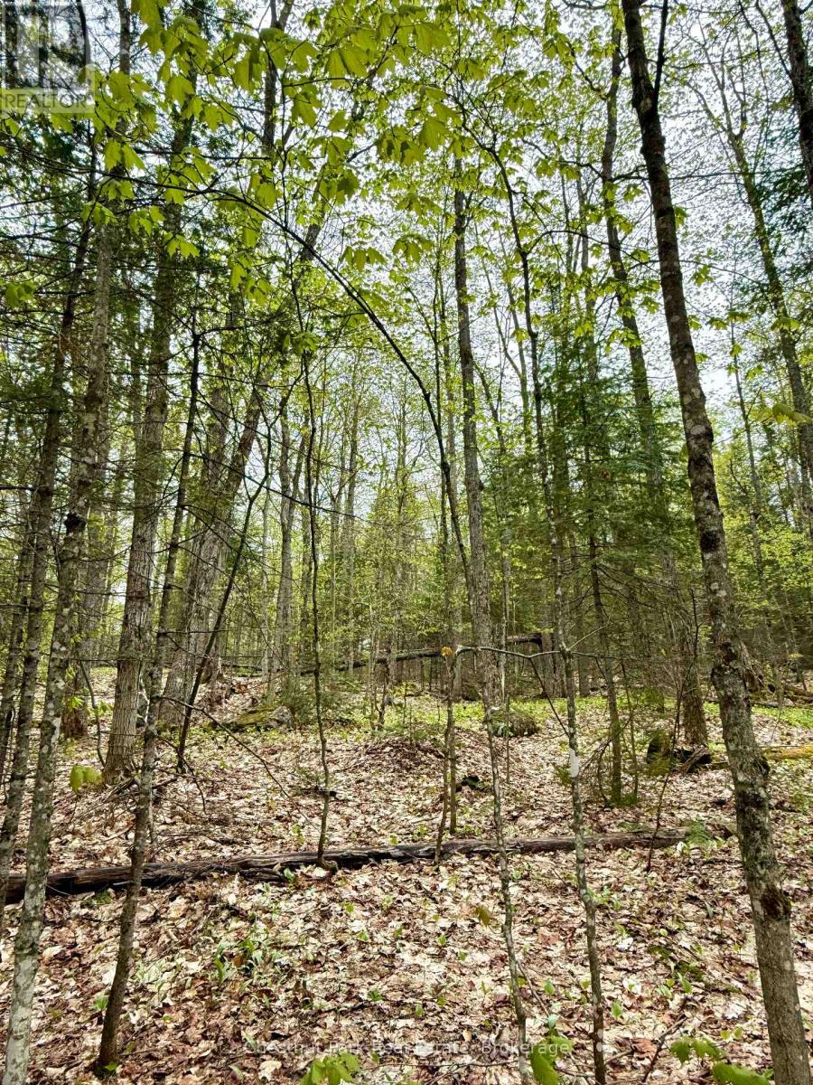 0 King Lake, Machar, Ontario  P0A 1X0 - Photo 38 - X13115060