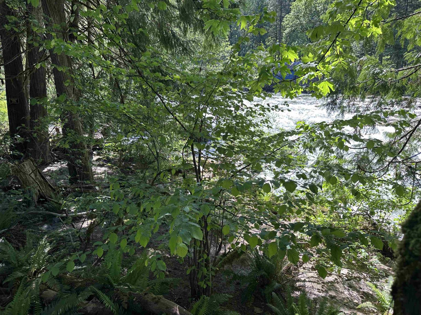 63560 Old Yale Road, Hope, Hope, British Columbia  V0X 1L2 - Photo 9 - R3122137