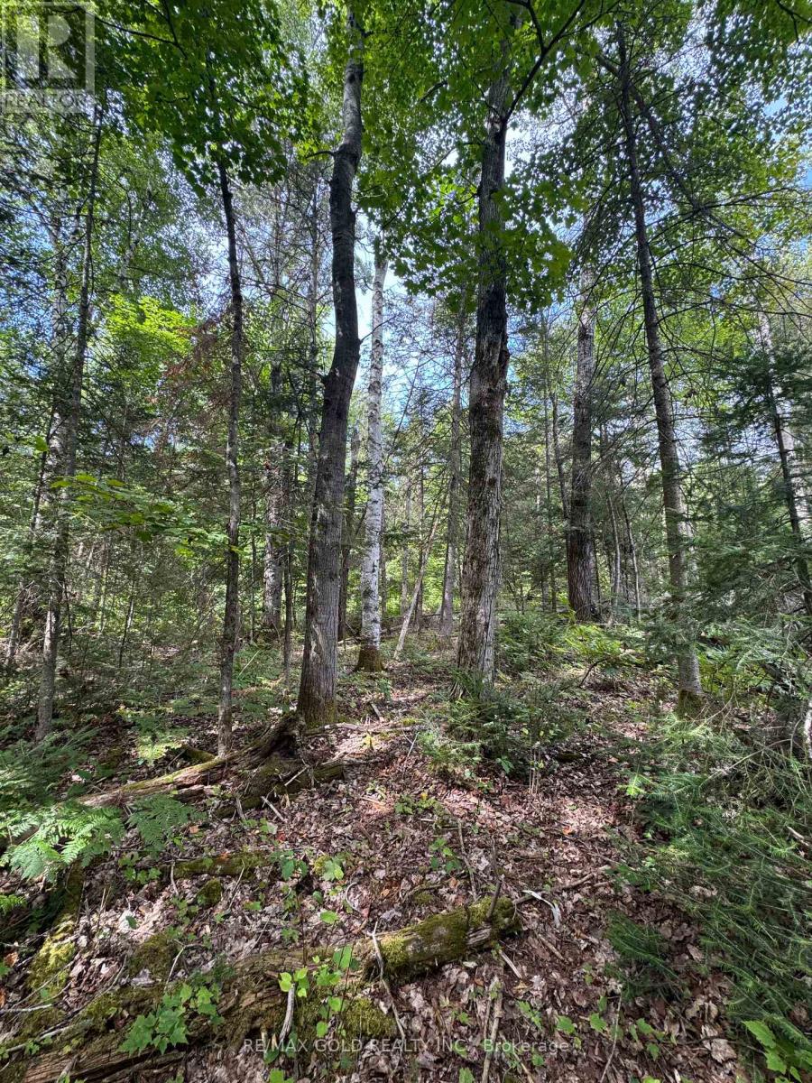 1791 Alsace Road, Nipissing, Ontario  P0H 1Z0 - Photo 5 - X13119988