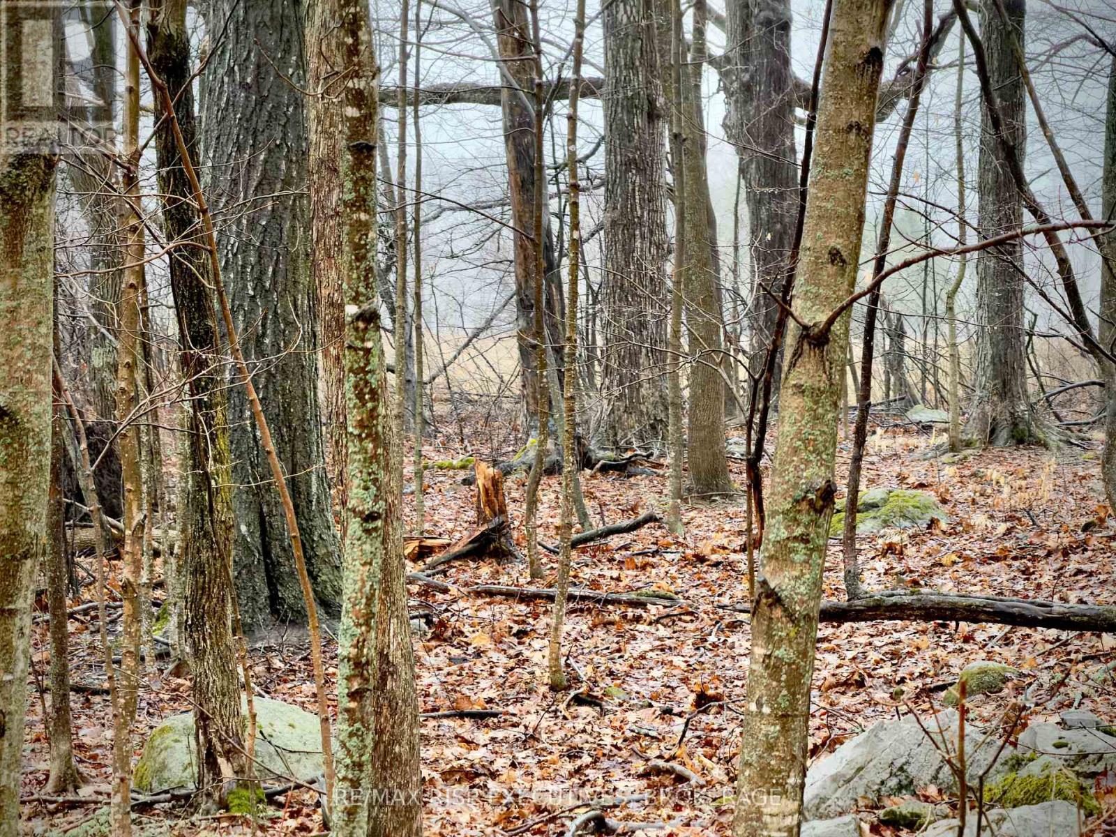 Pt Lt 5 Wyona Lane, Frontenac Islands, Ontario  K0H 2Y0 - Photo 5 - X13120796