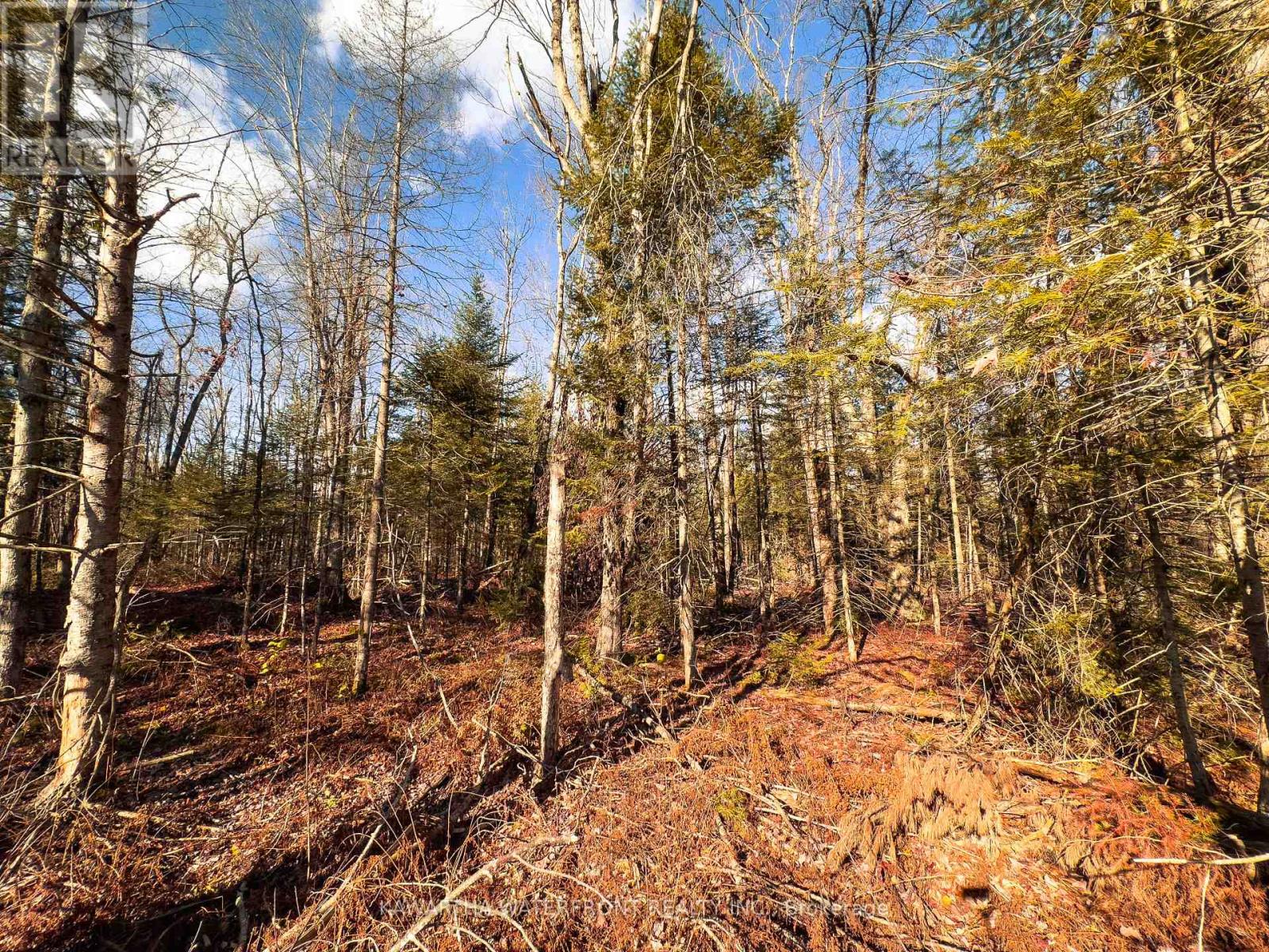 0 Weismuller Lane, Bracebridge, Ontario  P1P 1R3 - Photo 4 - X13121358