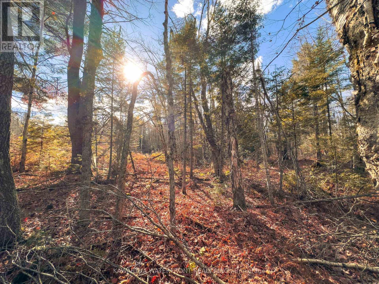 0 Weismuller Lane, Bracebridge, Ontario  P1P 1R3 - Photo 8 - X13121358