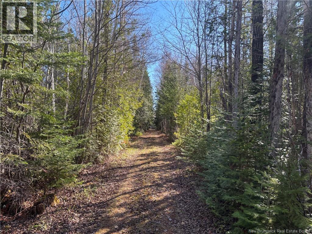 11.98 Acres Chemin Tremblay, Tremblay, New Brunswick  E8J 1A6 - Photo 7 - NB139365