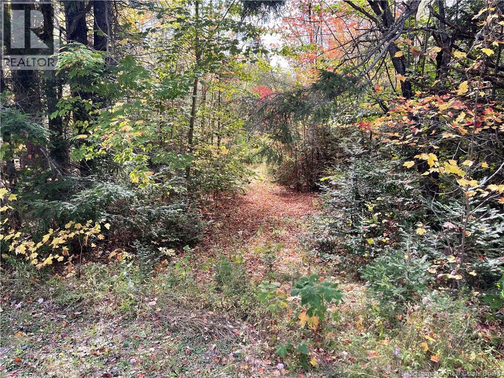 Lot Clatter Road, Rollingdam, New Brunswick  E5A 2Y9 - Photo 6 - NB127781