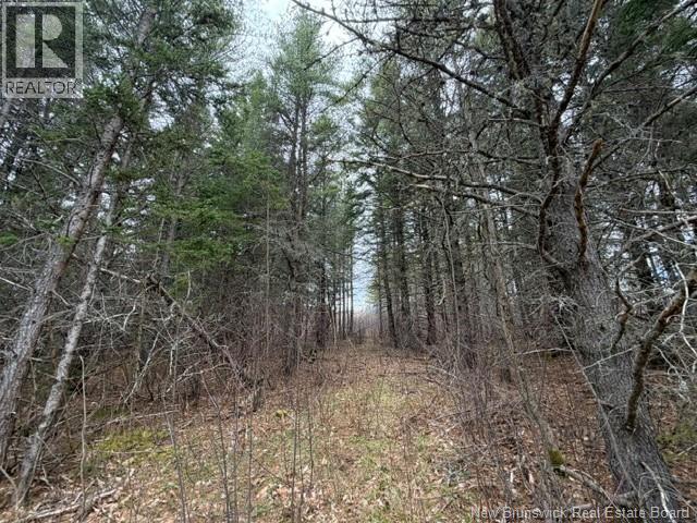 Lot Turkey Trail, Elgin, New Brunswick  E4Z 2K1 - Photo 7 - NB138109