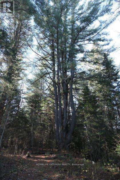 927 Con 4 & 5 Rd W, Huntsville, Ontario  P0B 1L0 - Photo 13 - X13129956
