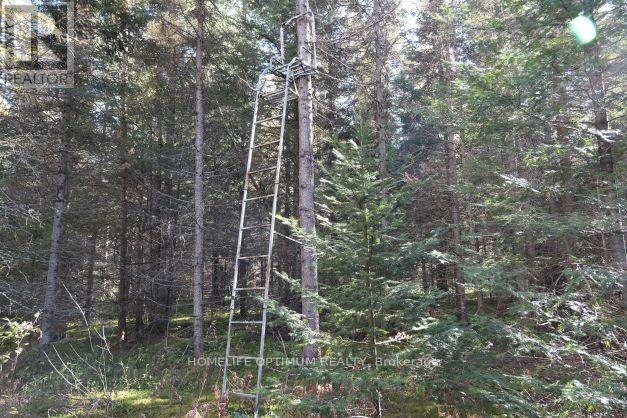927 Con 4 & 5 Rd W, Huntsville, Ontario  P0B 1L0 - Photo 19 - X13129956