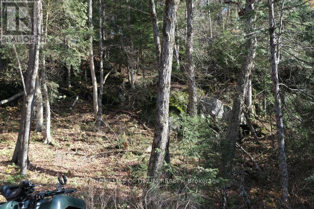 927 Con 4 & 5 Rd W, Huntsville, Ontario  P0B 1L0 - Photo 37 - X13129956