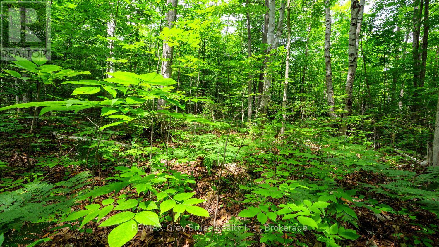 Part 1 Tammy's Cove Road, Northern Bruce Peninsula, Ontario  N0H 1Z0 - Photo 11 - X13130592