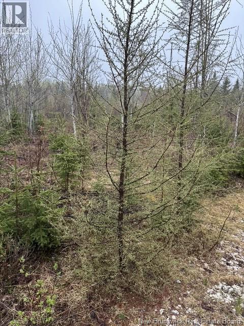35 Ch Rang 7 Et 8, Kedgwick, New Brunswick  E8B 1V8 - Photo 24 - NB139262