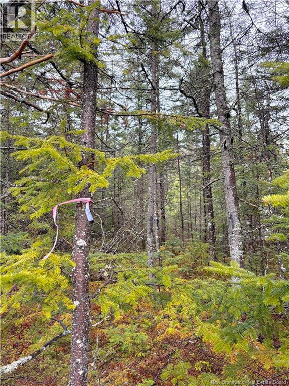 Mink Brook Road, Lepreau, New Brunswick  E5J 1K7 - Photo 6 - NB134050